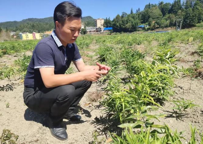 镇党委书记张林涛查看黄精长势