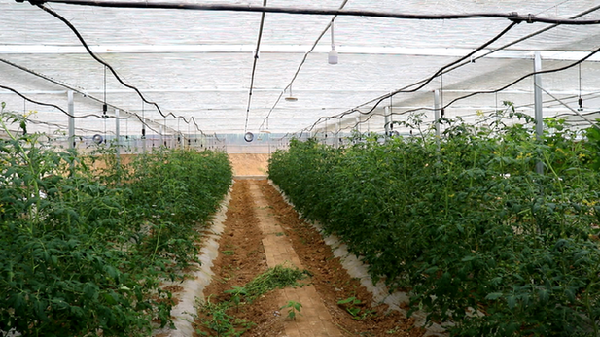 在卡蒲毛南族乡新关村现代农业科研蔬菜示范基地,村民们合理分工,各自