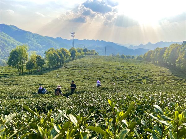 开博体育官网入口云茶飘香——从茶博会看云南茶产业新动能开博体育官方app