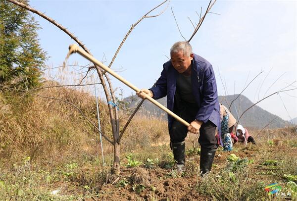 松桃杨冲武：种植果开云体育app树带动1000余人就业(图2)