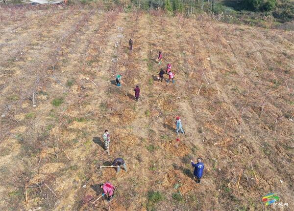 松桃杨冲武：种植果开云体育app树带动1000余人就业(图1)