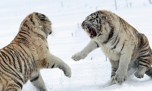 摄影师拍 两 珍稀 白虎 为争领地 大打出手 -新华网