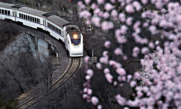 往春天的列车已启程 和谐号穿越 居庸关花海 -新