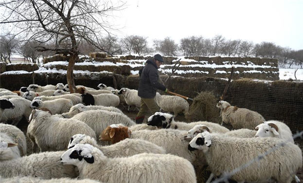 养上脱贫“流动羊” 牧民致富喜洋洋