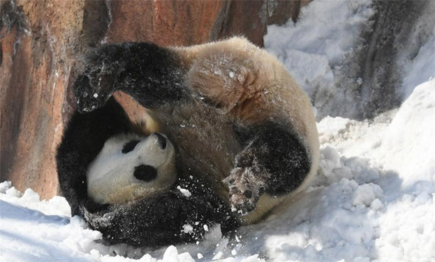 大熊猫雪地玩耍 萌态可掬