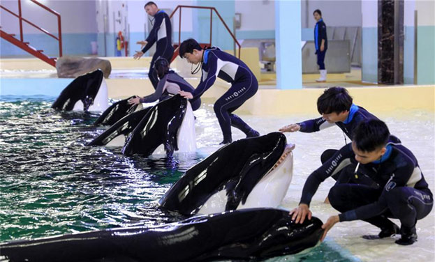 中国首个“虎鲸繁育基地”在珠海长隆启用