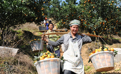 贵州：绿色生态产业助山区农民增收
