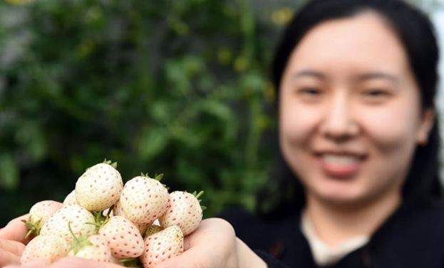 山东平度培育出新品种草莓“白雪公主”