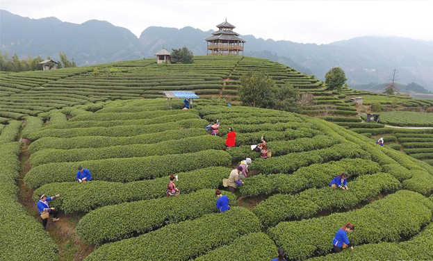 “茶叶＋旅游”助中国侗族民众脱贫增收