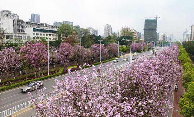 广西柳州洋紫荆竞相绽放 街道成为花海