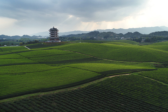 "飞阅"中国】航拍贵州湄潭万亩"茶海"