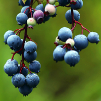 “麻江蓝莓”“思州柚”获批国家地理标志保护产品