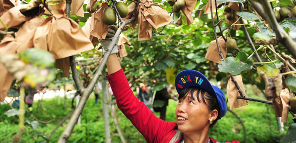 2017贵州绿色农产品泉涌行动专题