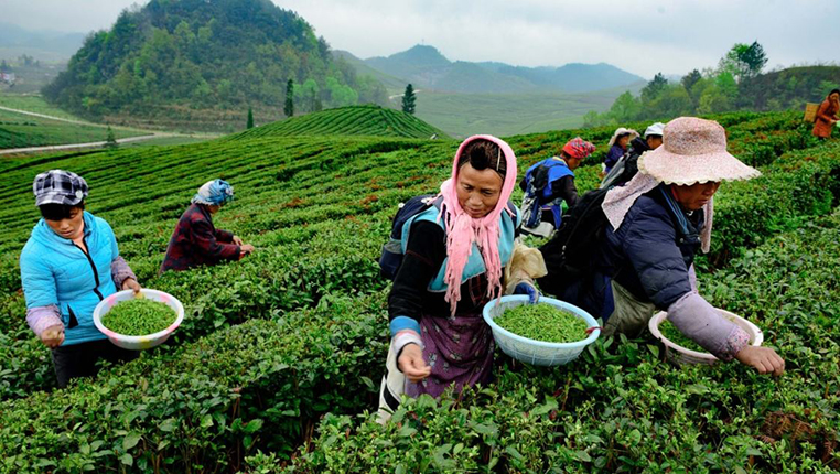 贵州普安：万亩春茶开采 各地茶商抢购