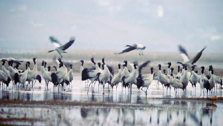 10万余只候鸟在贵州草海度过冬天陆续北迁