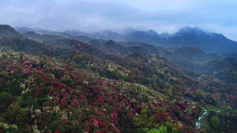 鸟瞰绿色贵州：百里杜鹃 绝美“地球彩带”