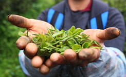 贵州石阡：苔茶源地忙采茶