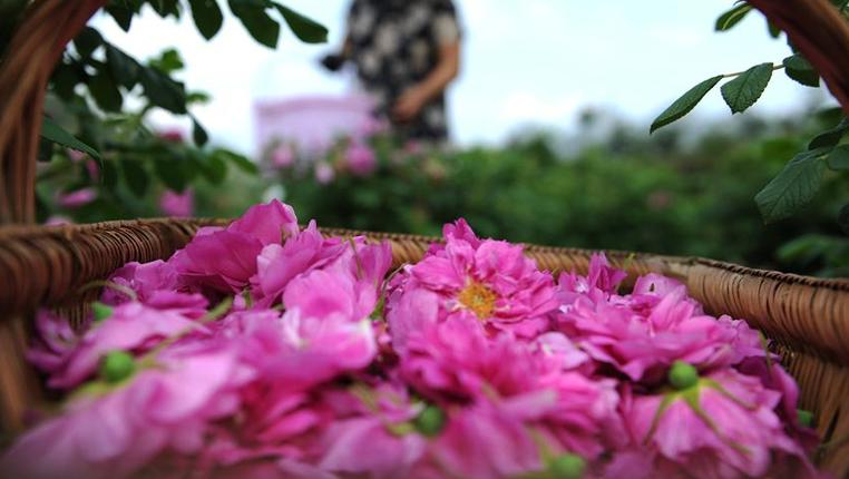贵州镇远：玫瑰花开出“美丽经济”