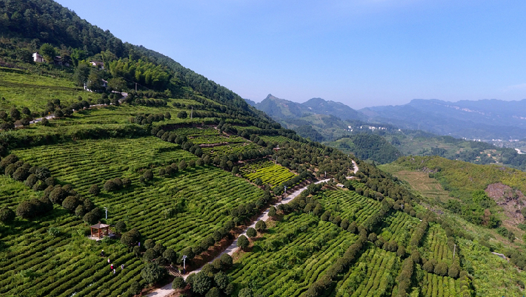 航拍贵州正安白茶基地：一片树叶促脱贫