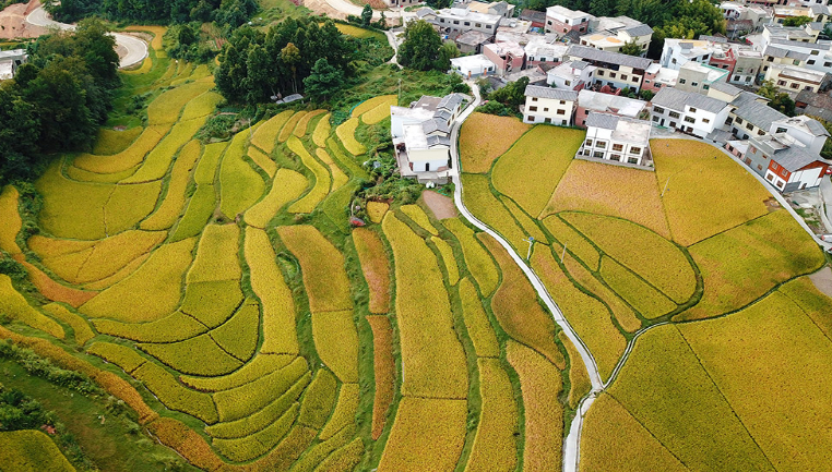 航拍：田园如画待丰收