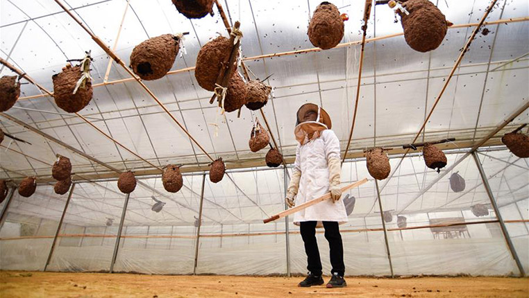 贵州望谟：胡蜂养殖助力脱贫增收