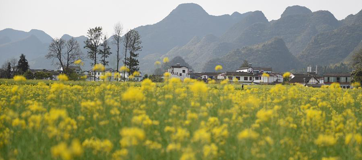 萬峰林油菜花正開