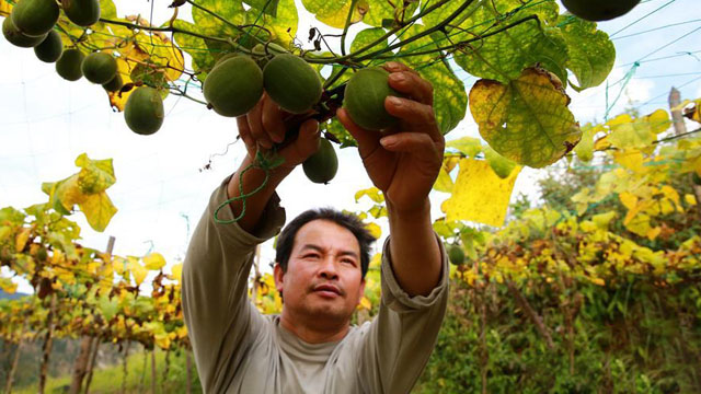 贵州榕江：罗汉果助农增收