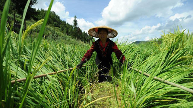 贵州岑巩：杂交水稻制种基地“赶花”忙