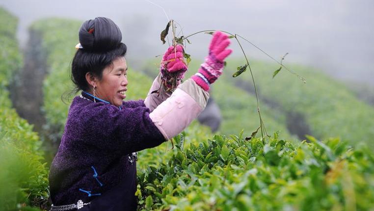 贵州丹寨：“扶贫茶园”助贫困户增收