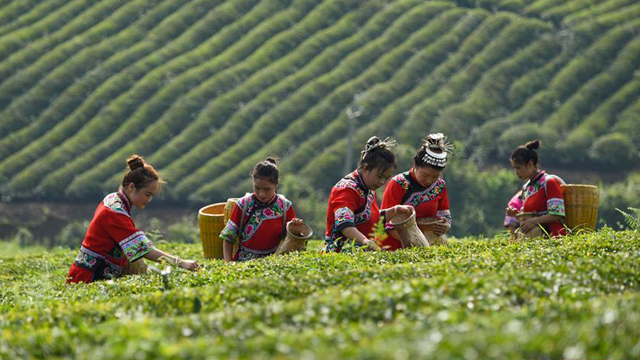 贵州铜仁：“农旅一体”茶产业助增收