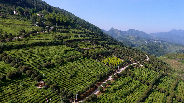 航拍貴州正安白茶基地：一片樹葉促脫貧