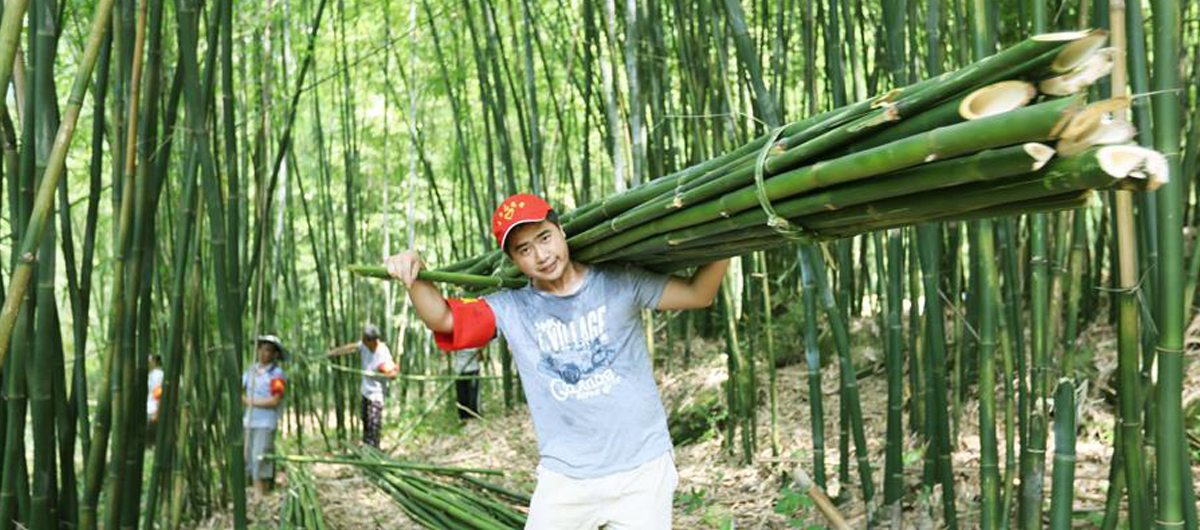 贵州赤水：一根竹子挑起生态与经济两端