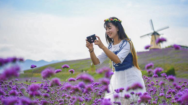 贵州桐梓：紫色花海醉游人