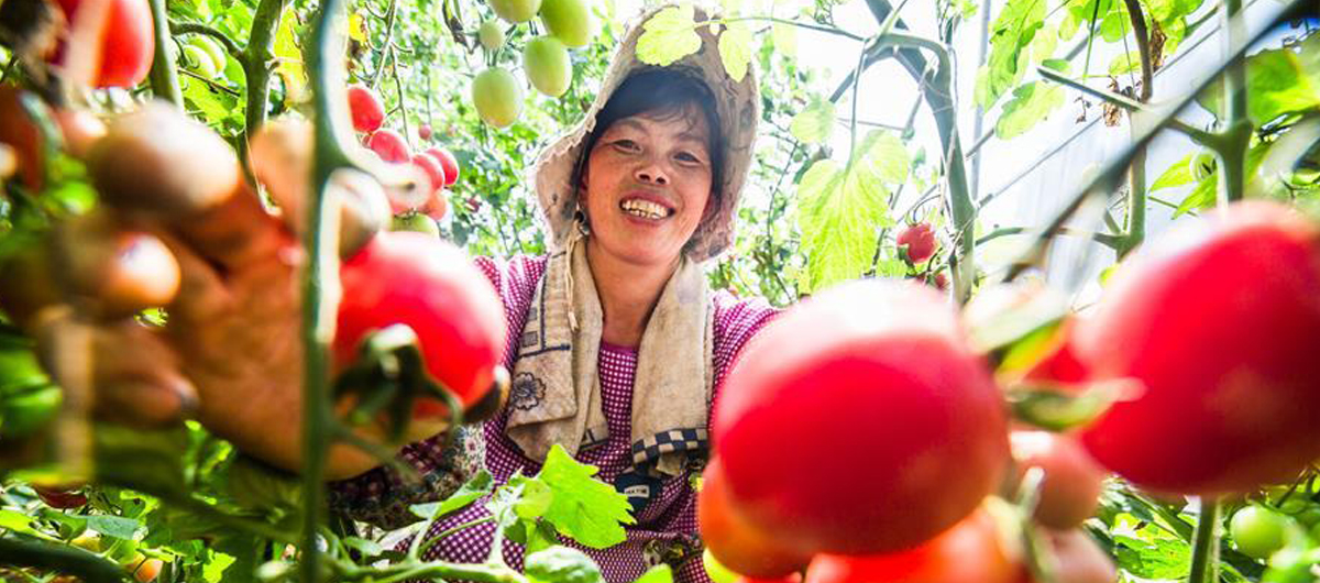 贵州大方：圣女果采摘正忙时