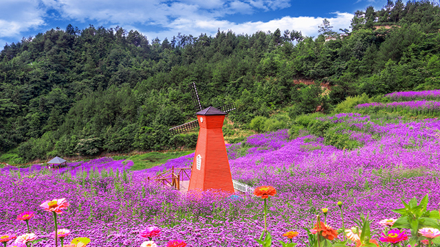 七星關區：幸福家園百花開