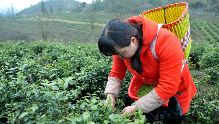 航拍贵州金沙万亩茶园：特色产业助农增收