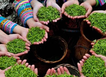 贵州：从茶业大省走向茶业强省