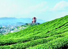 贵州：茶旅融合 让乡村更美人更富