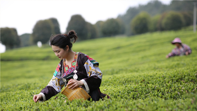 贵州都匀：清明临近茶飘香