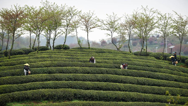 贵州余庆：抢采“明前茶”