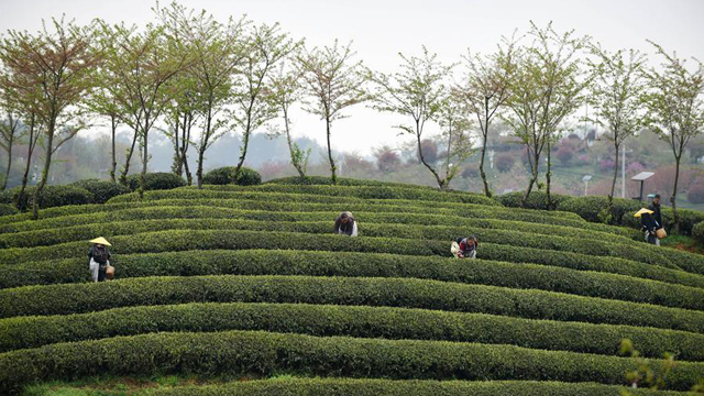 貴州余慶：搶採“明前茶”