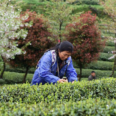 貴州茶博館成為貴州省科普教育基地