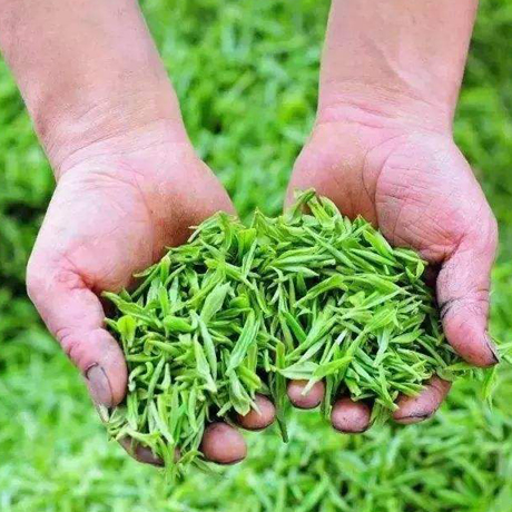 贵州茶产业迈上新台阶