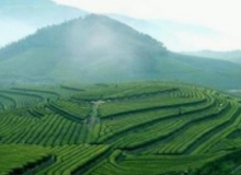 贵州茶全产业链转型升级