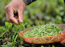 贵州正安：千亩茶山缘何重现生机