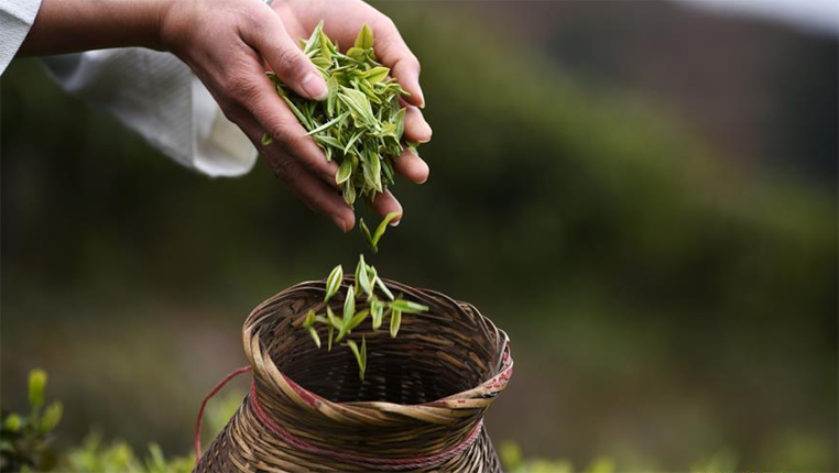 貴州丹寨：“扶貧茶園”春茶開採