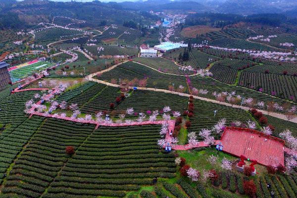 余庆县委书记出镜代言 向全球推介余庆茶·干净茶