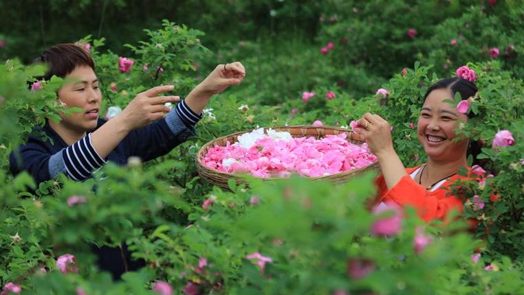 贵州黔西：玫瑰种植带动农民增收