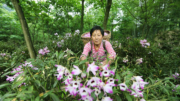 贵州赤水：石斛花开出“美丽经济”