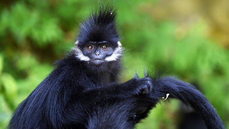 贵州麻阳河保护区黑叶猴数量逐年增加